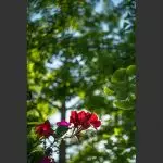 Samyang Merilis Lensa 35mm F2.8 FE Untuk Sony E Mount 4 Samyang 35mm F2.8 - Sample Photos